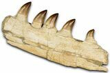 Fossil Mosasaur (Prognathodon) Jaw with Five Teeth - Morocco #353159-1